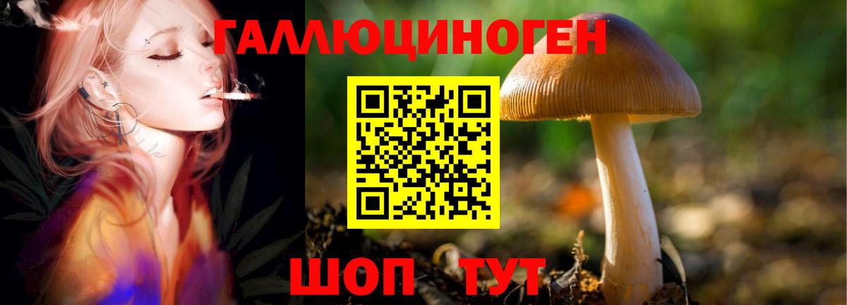 Псилоцибиновые грибы прущие грибы  Вход с VPN  Вятские Поляны 